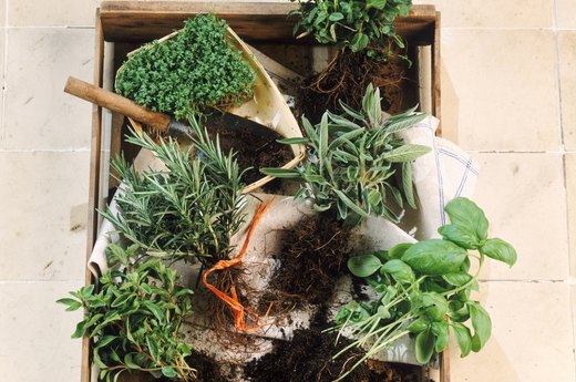 Herb Garden