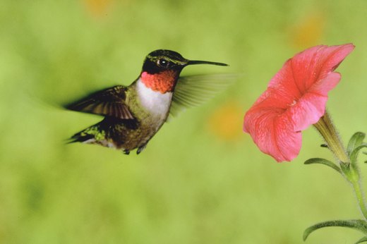Attracting Hummingbirds