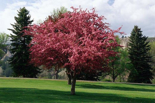 Aromatic Trees to Plant: Crabapple