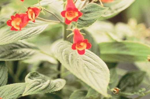 Gloxinia