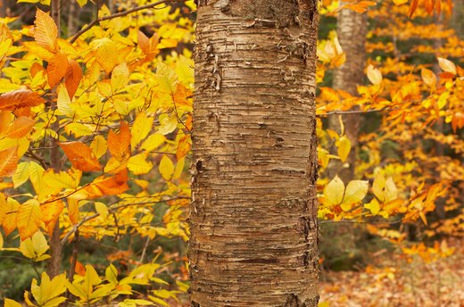 Beech Tree