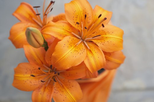 Aromatic Flowers to Plant: Lily