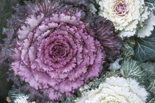 Cabbage