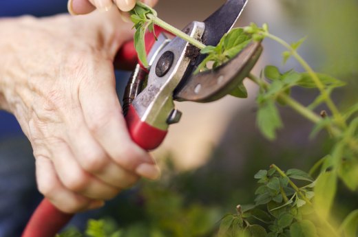 Early Spring: Prune Now to Enjoy Later