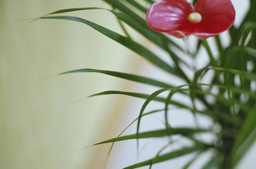 Anthurium
