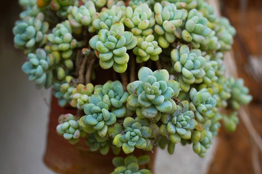 Sedum