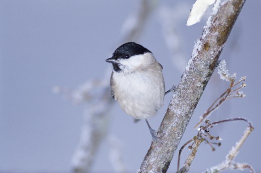 8 Ways Gardens Come Alive in the Dead of Winter
