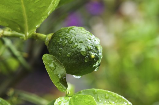 Lime Tree