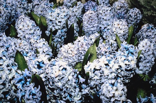 Decide What You Want From Your Fragrant Garden