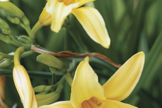 Daylily