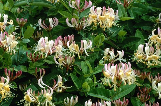 Honeysuckle Vine