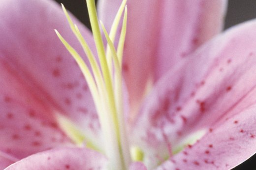 Lillies