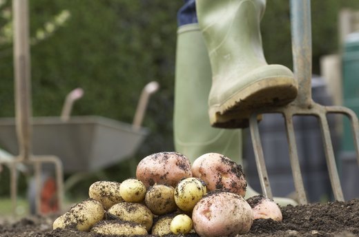 Early Spring: Start Your Spuds