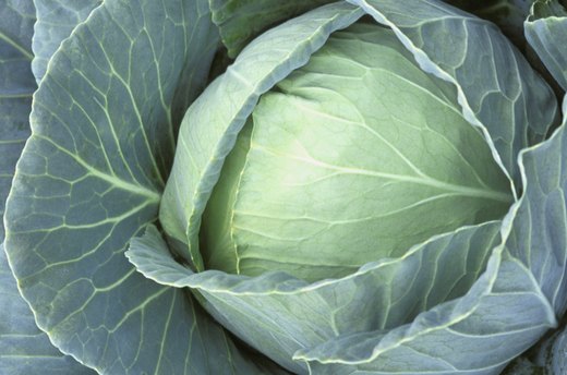 Cabbage