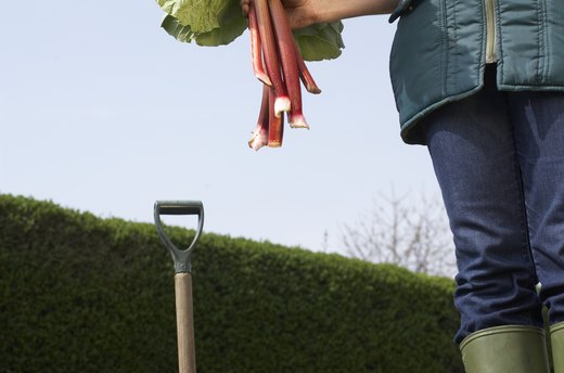 Rhubarb