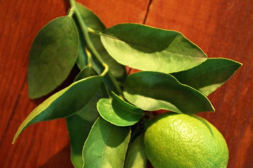 Citrus
