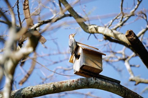 Attracting Birds