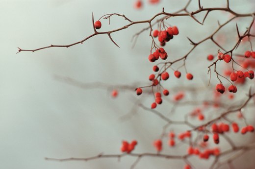 Ornamental Wood Trees