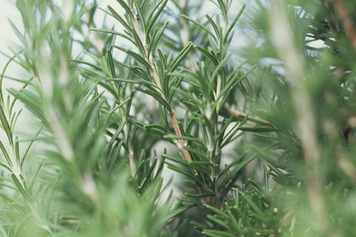 Rosemary
