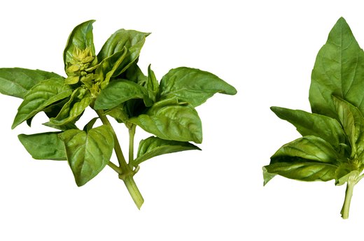 Basil