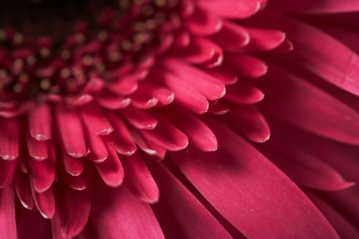 Magical Magenta