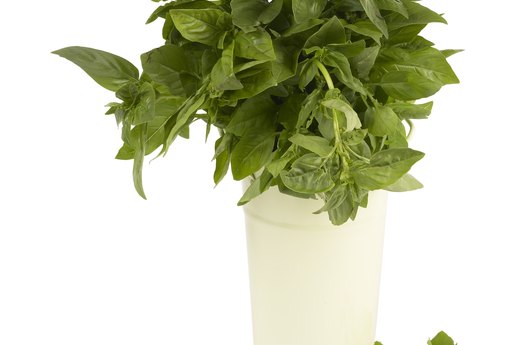Basil