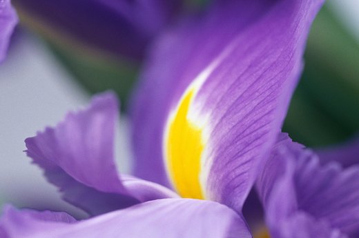 Aromatic Flowers to Plant: Iris