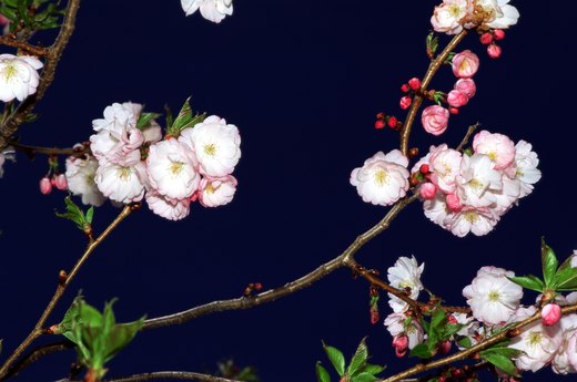 Crabapple