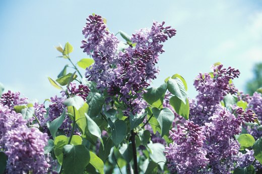 Late Spring: Prune Spring-Blooming Shrubs