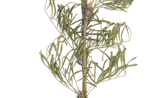 Sage