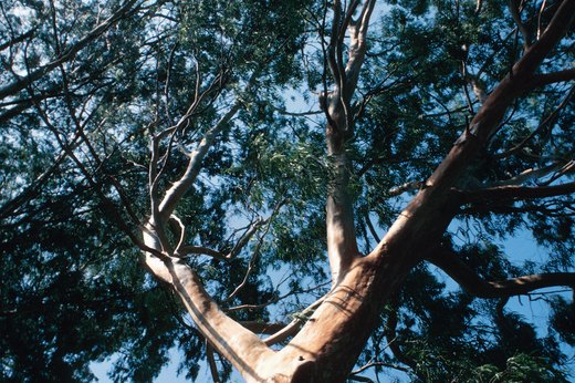 Eucalyptus Tree