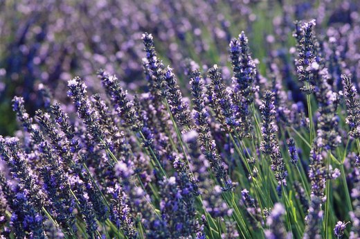 Aromatic Herbs to Plant: Lavender