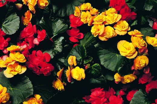 Begonias