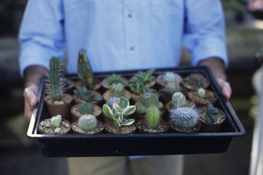 Top 10 Plants for a Thriving Container Garden