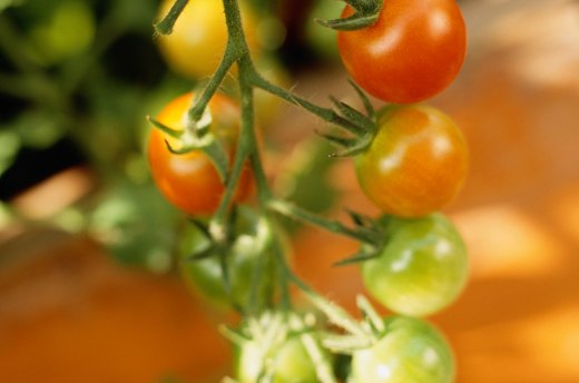 Tomato