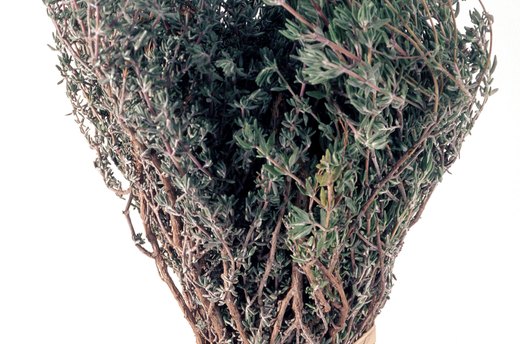 Thyme