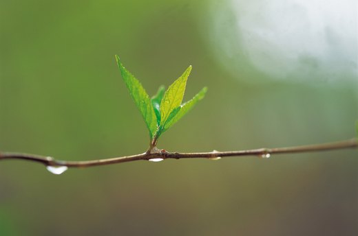 Use Your Green Thumb