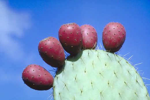 Prickly Pear Extract