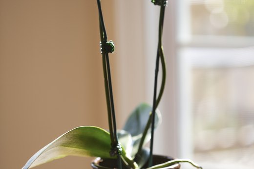 Orchid