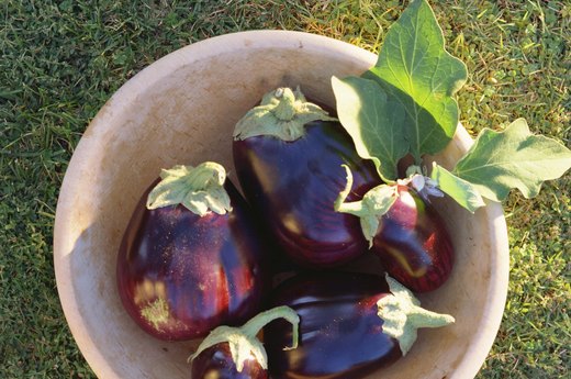 Eggplant