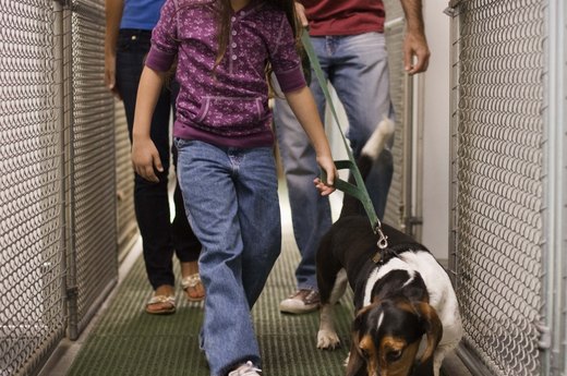 Go to the Dogs