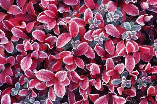 Winter Shrubs