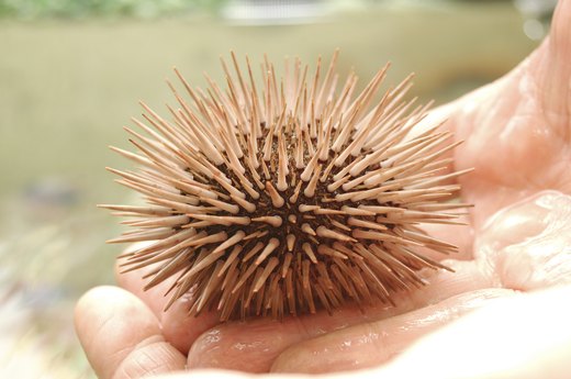 Uni (sea urchin)