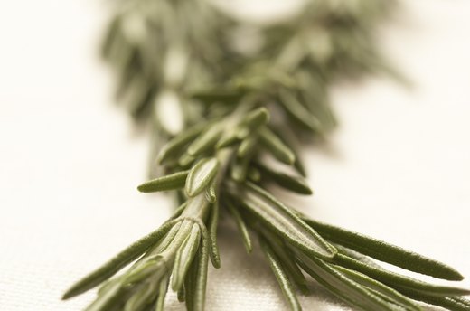 Rosemary