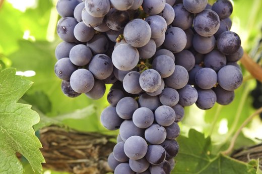 Grapes