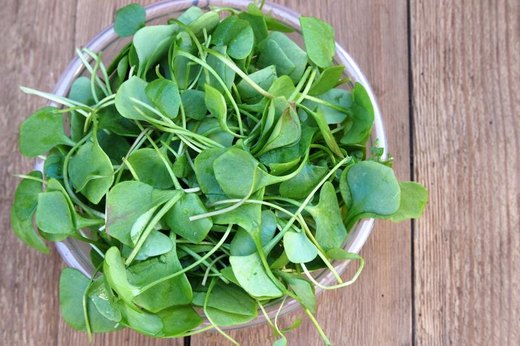 Watercress