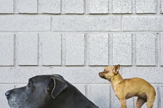 How to Pick a Dog Breed