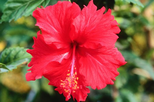 Pretty Tasty: Plants You Can Actually Eat