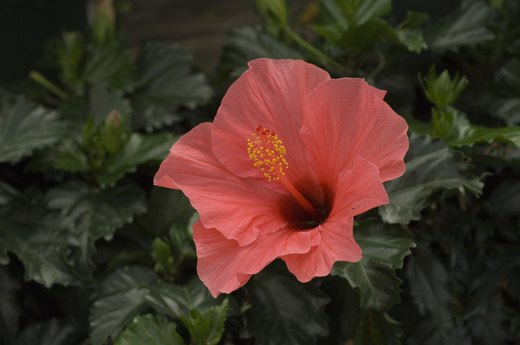 Hibiscus Leaves and Flowers