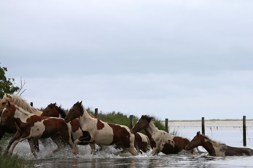 Horse Around